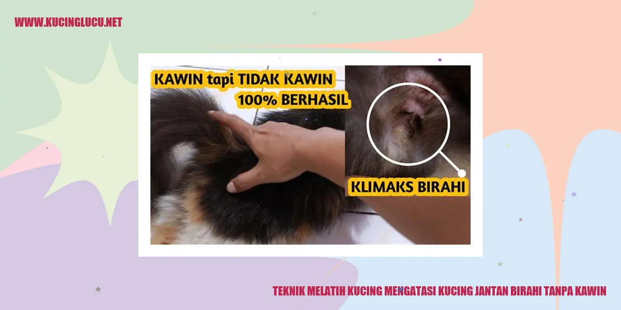 Kucing jantan birahi