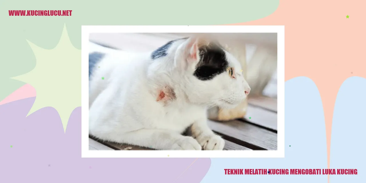 Gambar kucing mengobati luka