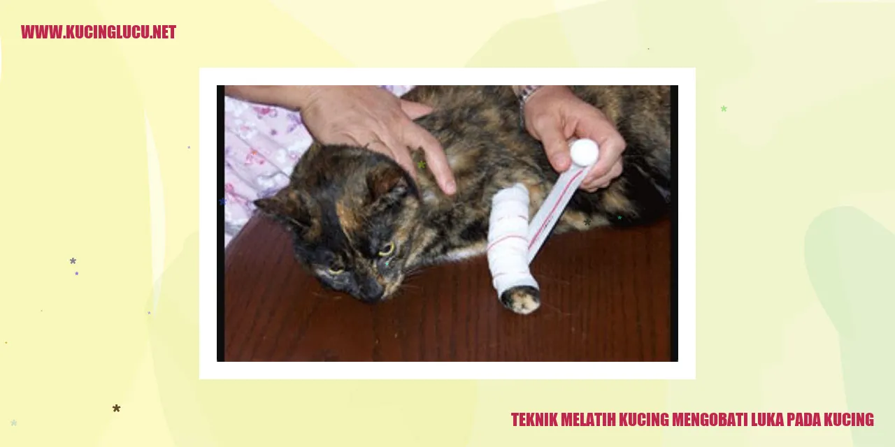 Teknik Melatih Kucing Mengobati Luka pada Kucing