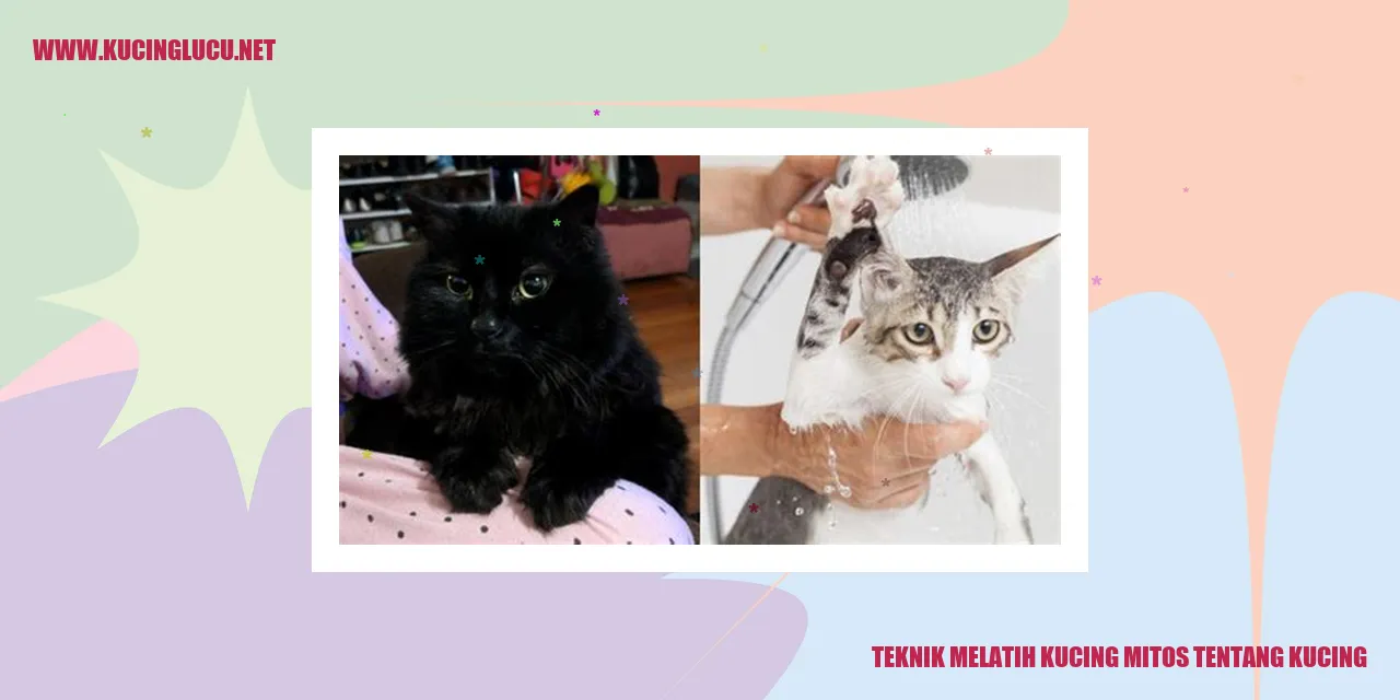 Teknik Melatih Kucing mitos tentang kucing