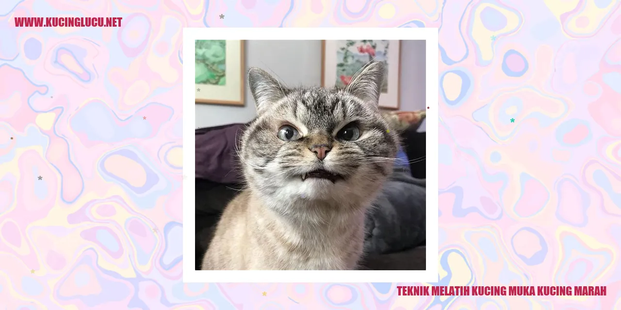 Teknik Melatih Kucing muka kucing marah