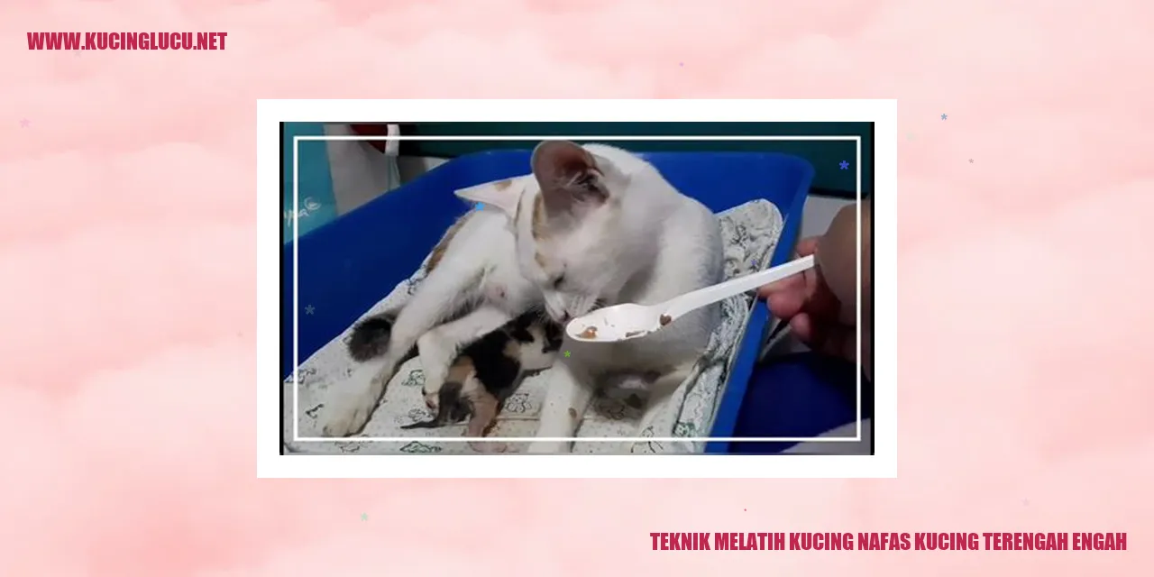 Gambar Kucing Mengembangkan Pernapasan