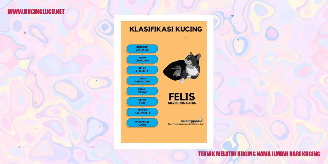 Gambar seekor kucing yang sedang dilatih