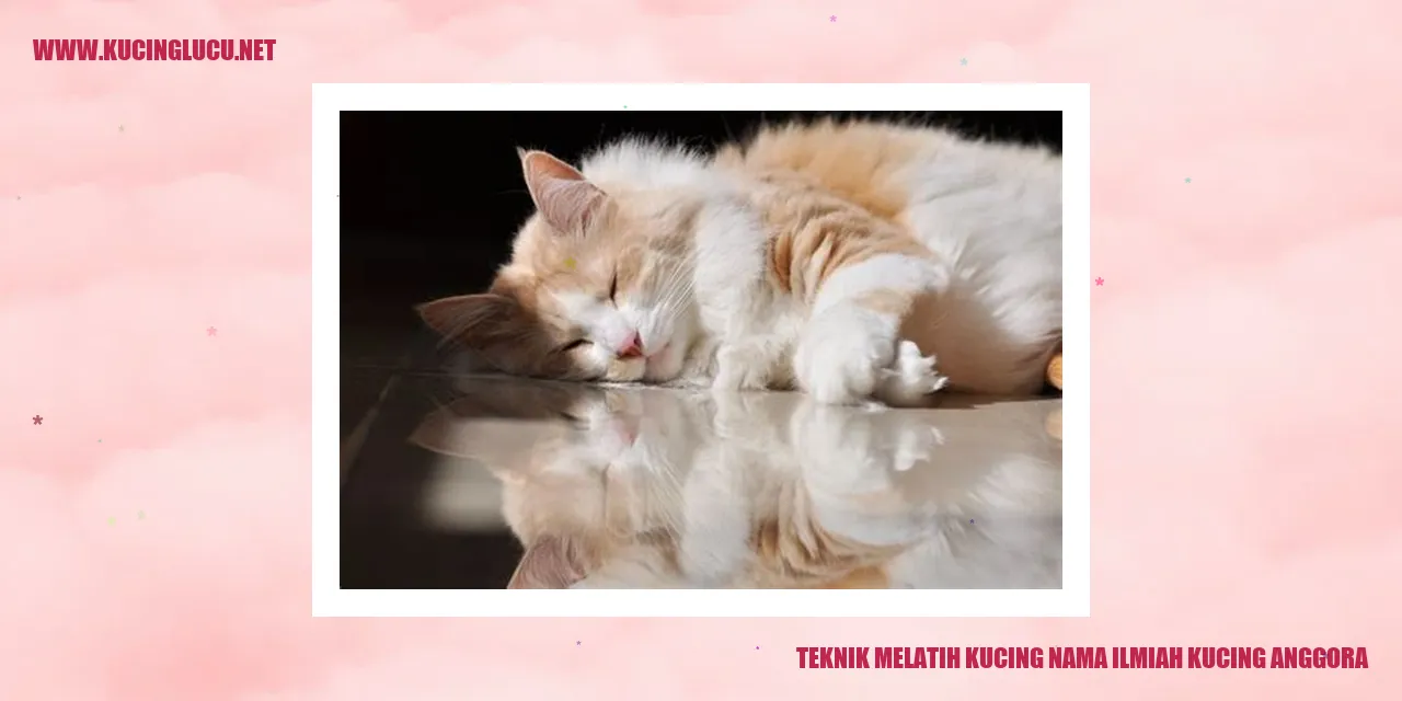 Kucing Anggora
