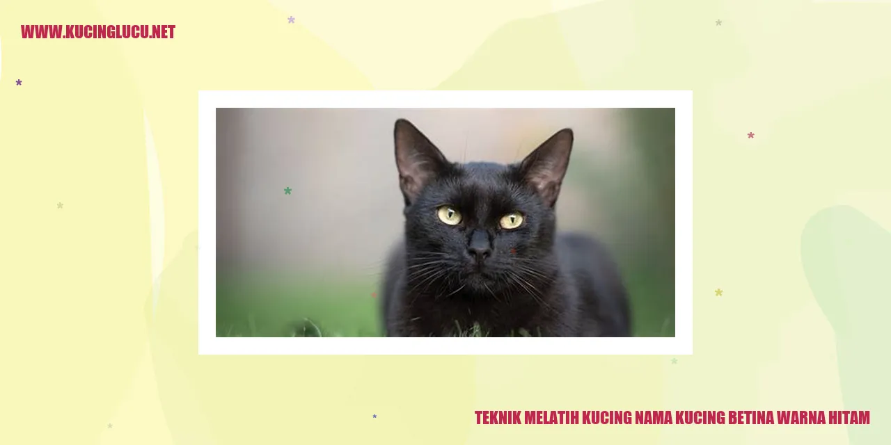 Kucing betina warna hitam