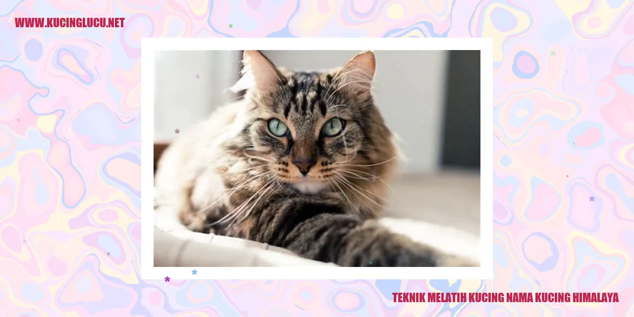 Kucing Himalaya