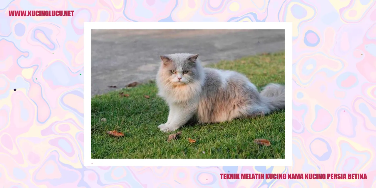 Gambar Kucing Persia