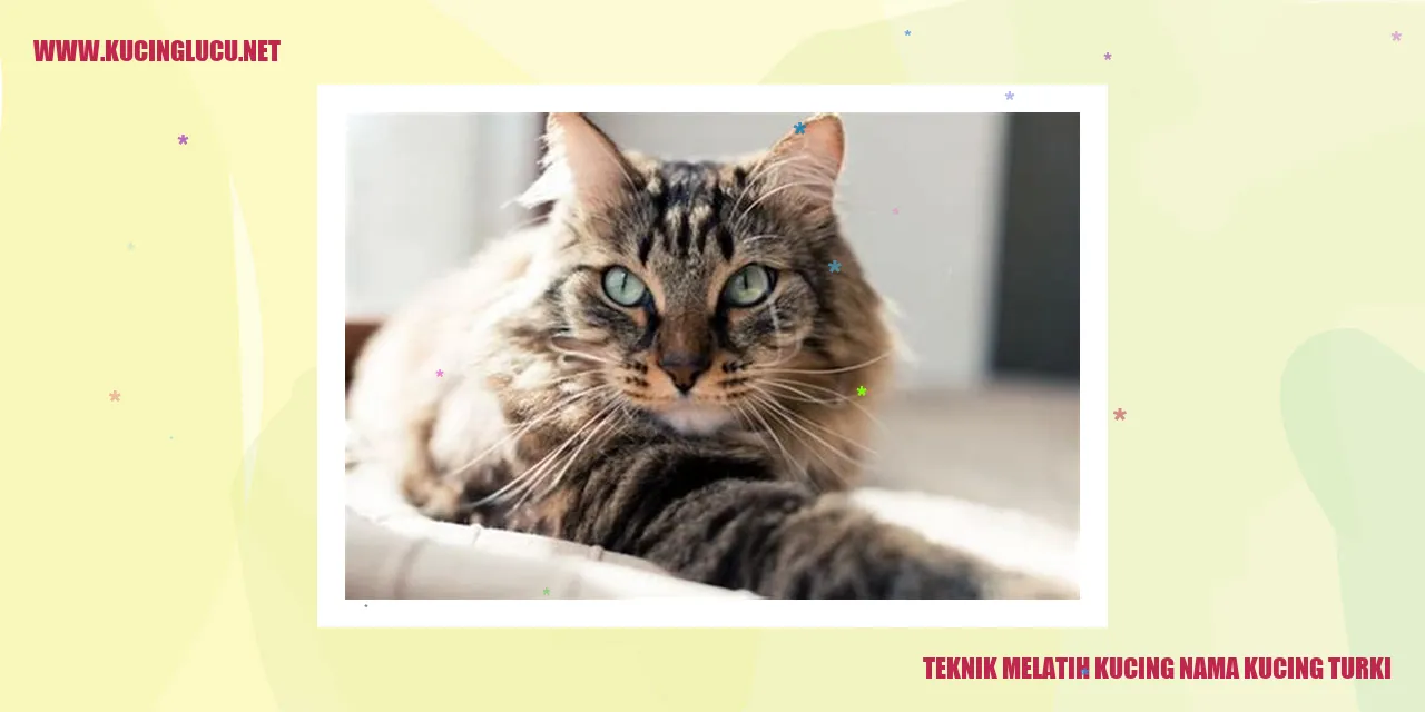 Kucing Turki yang Menggemaskan