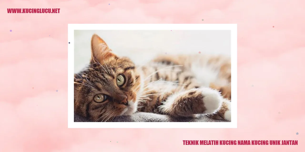 Gambar Kucing Unik