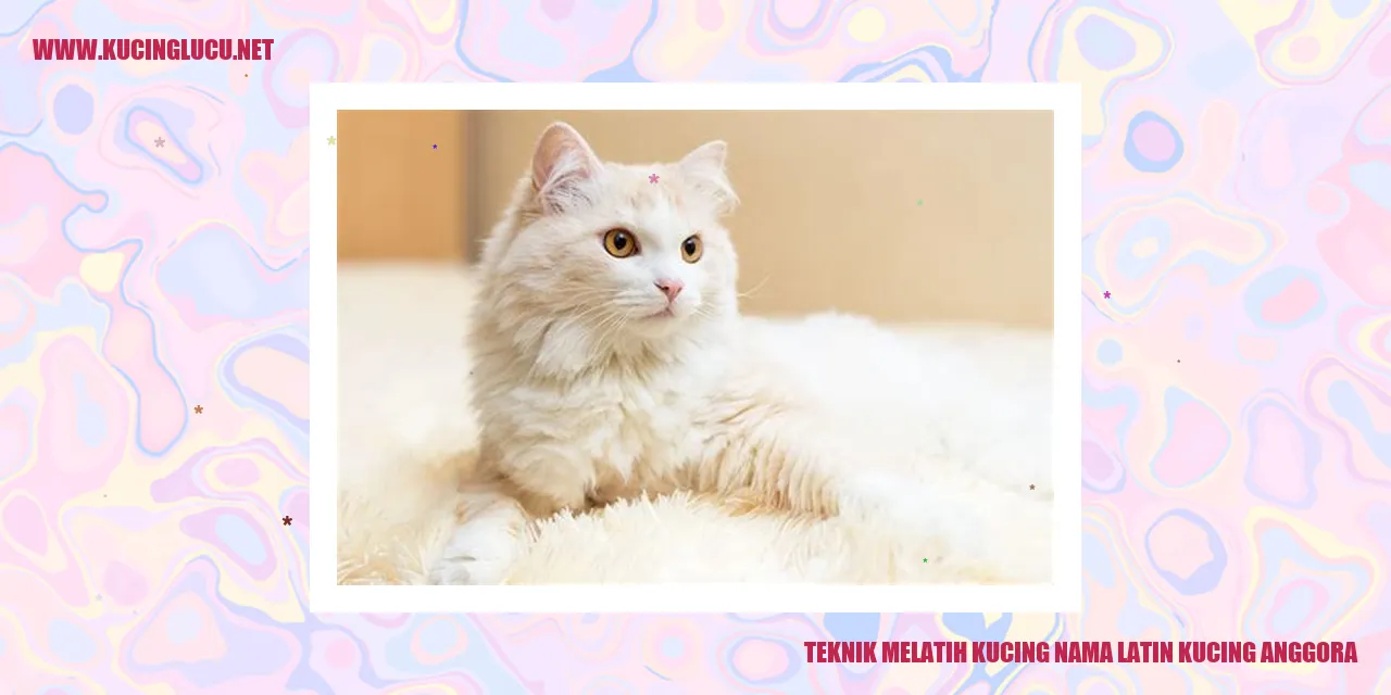 gambar kucing anggora