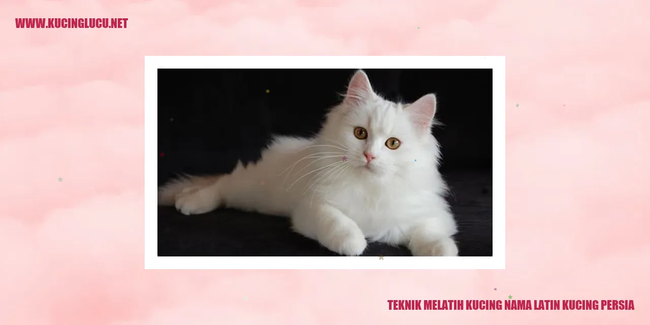 Teknik Melatih Kucing Persia