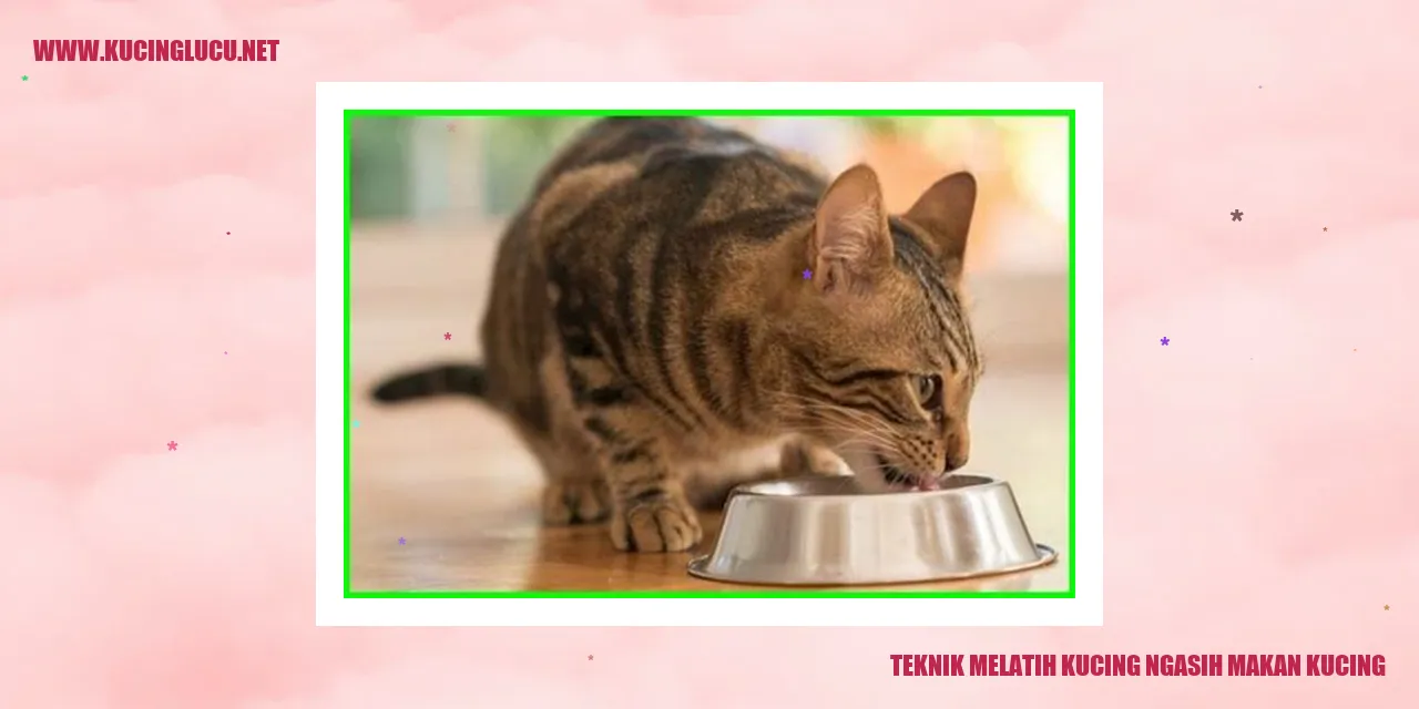 Teknik Melatih Kucing ngasih makan kucing