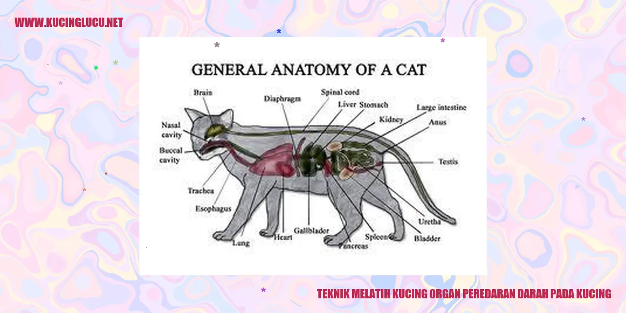Gambar kucing yang sedang bermain