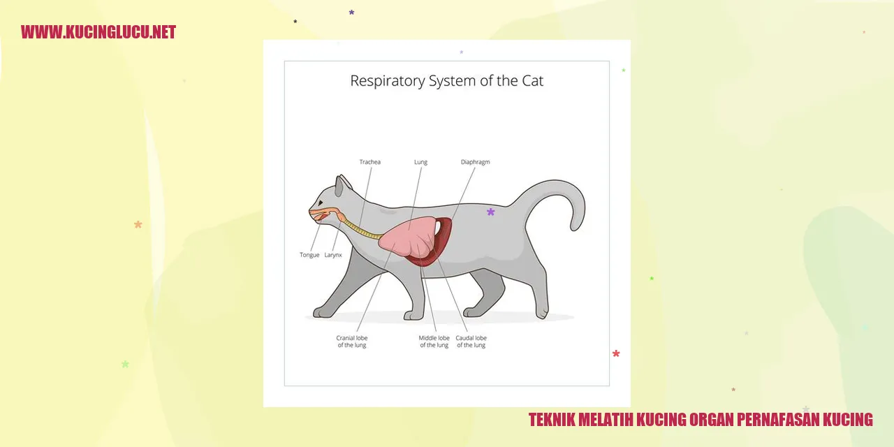 Kucing bernapas dengan baik