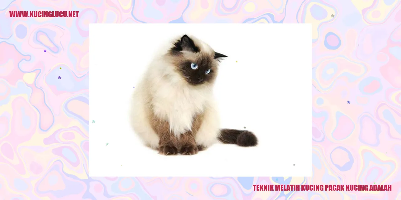 Melatih Kucing Pacak Kucing