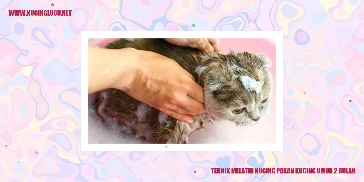 Gambar teknik melatih kucing mengkonsumsi pakan pada umur 2 bulan