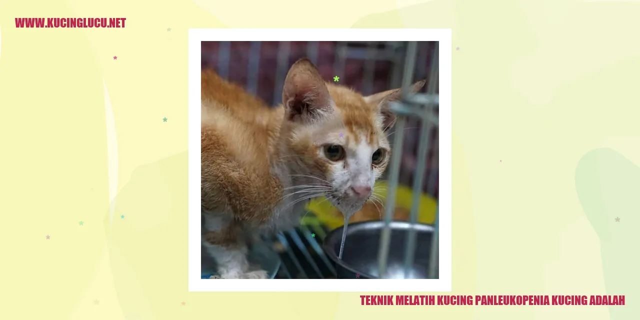 Melatih kucing dengan panleukopenia
