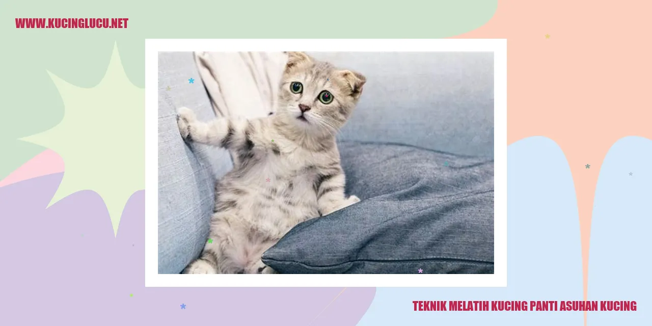 Teknik Melatih Kucing panti asuhan kucing