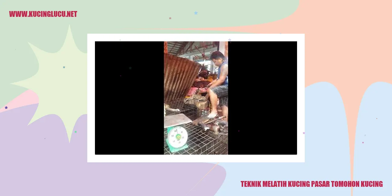 Teknik Melatih Kucing pasar Tomohon Kucing