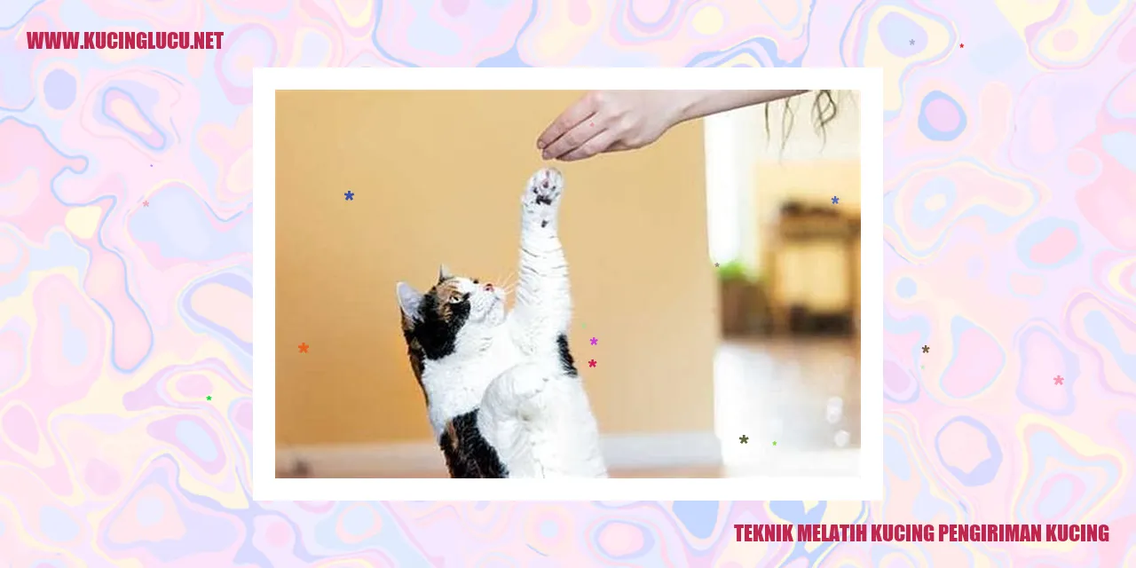 Seekor kucing berada dalam kotak pengiriman