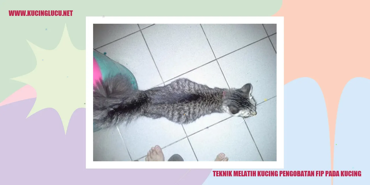 Teknik Melatih Kucing pengobatan fip pada kucing