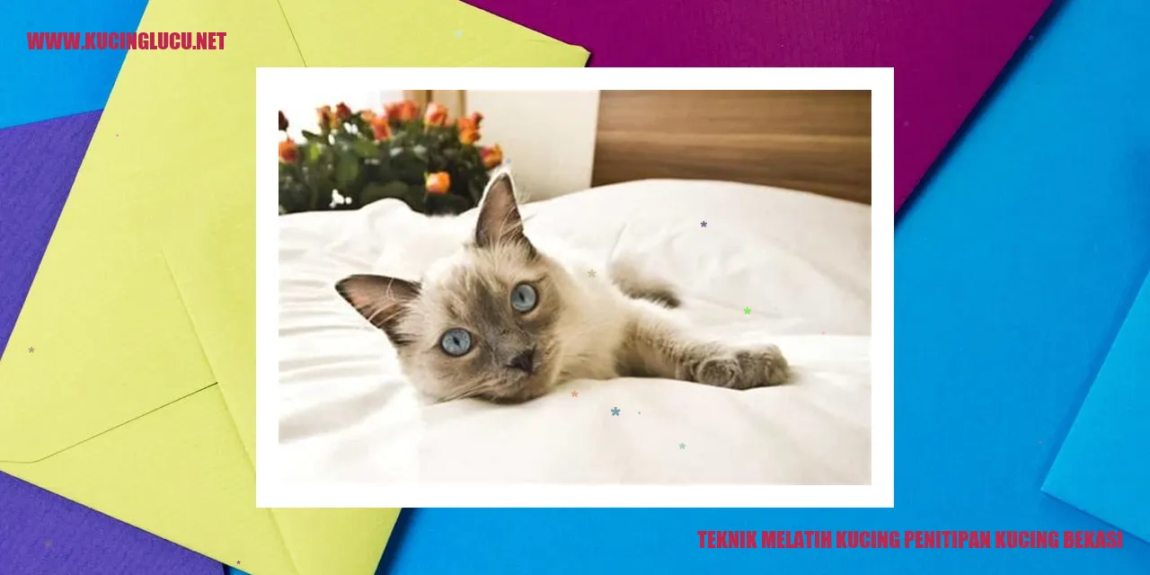 Kucing di penitipan kucing bekasi