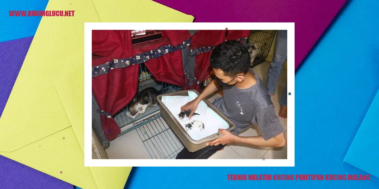 Melatih Kucing dengan Teknik yang Efektif