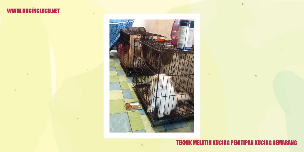 Teknik Melatih Kucing penitipan kucing semarang