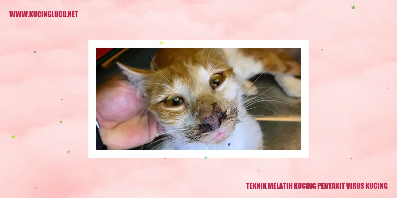 Gambar Kucing Lucu