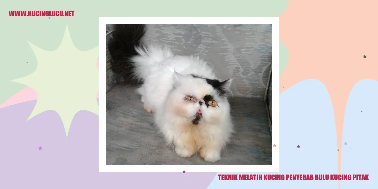 Gambar Kucing yang Pitak