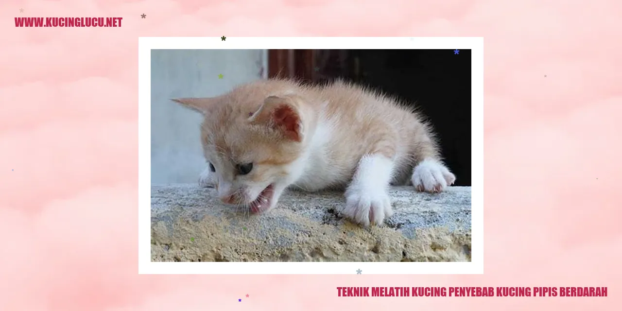 gambar kucing pipis berdarah