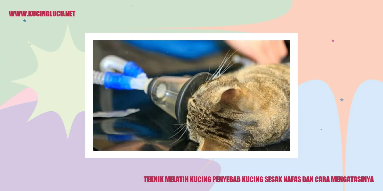 Teknik Melatih Kucing penyebab kucing sesak nafas dan cara mengatasinya