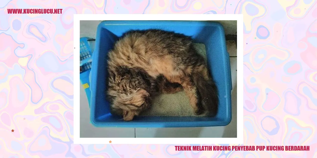 Gambar Kucing