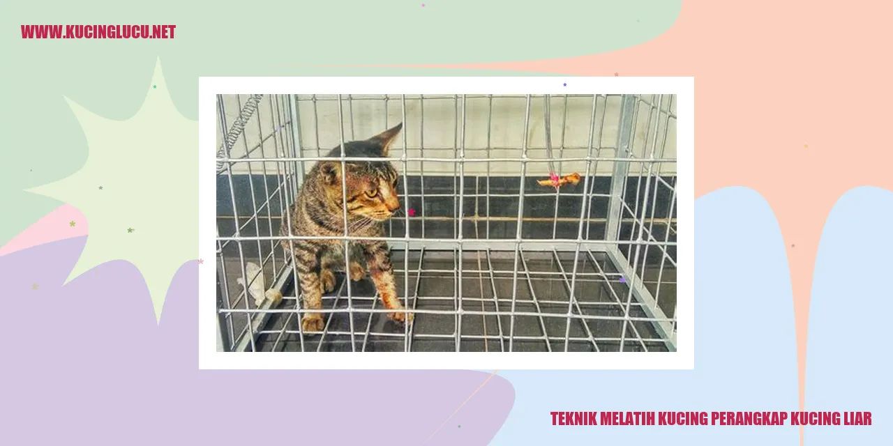 Teknik Melatih Kucing perangkap kucing liar
