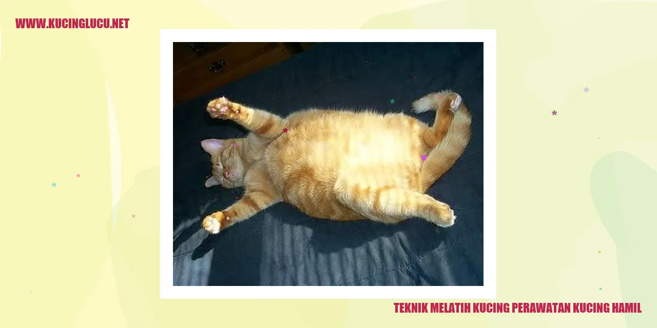 Teknik Melatih Kucing perawatan kucing hamil