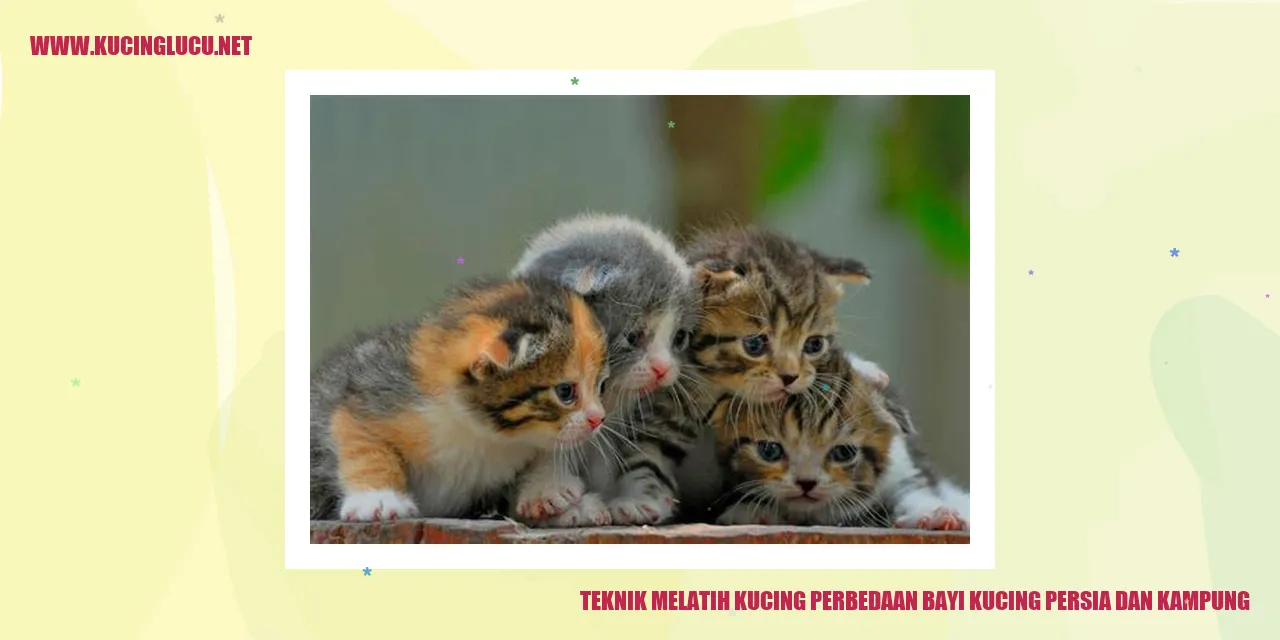 Gambar kucing persia dan kampung