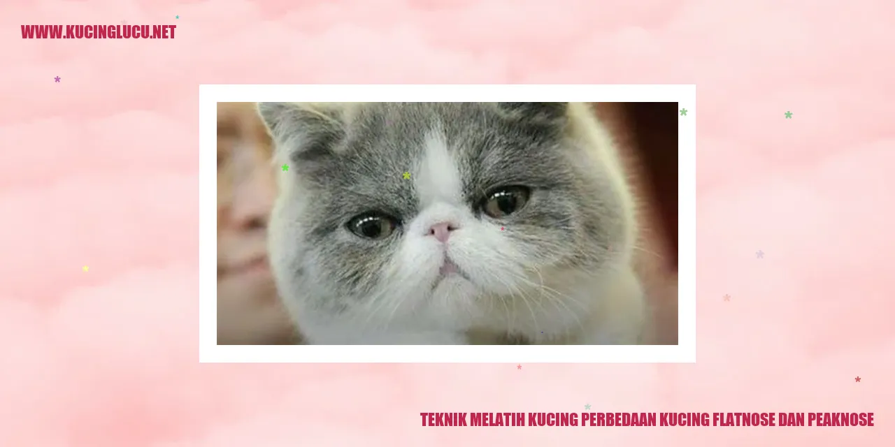 Gambar kucing flatnose dan peaknose