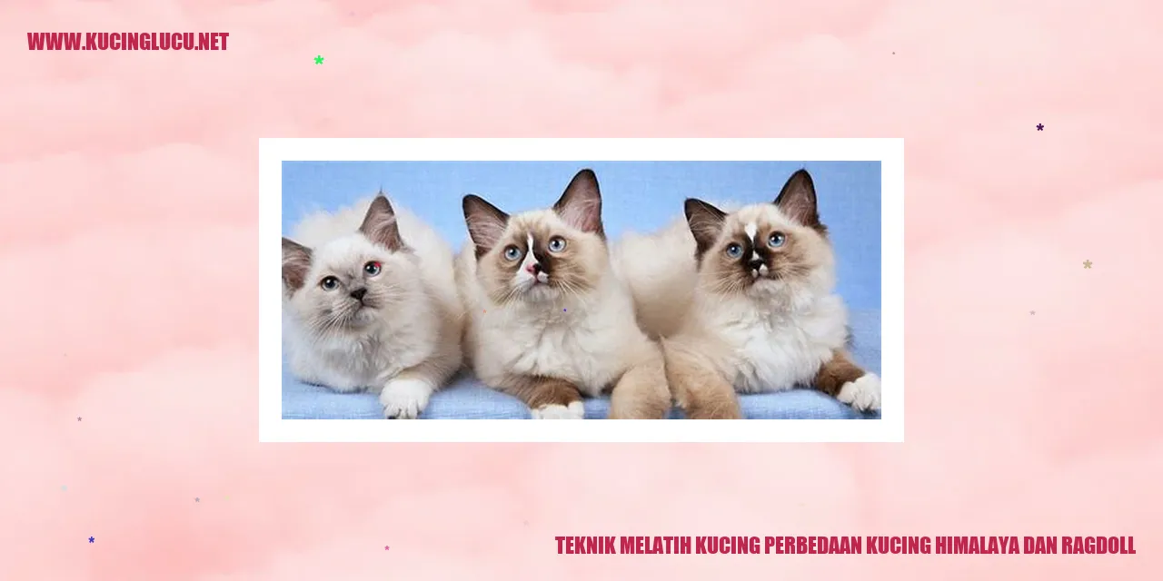 gambar kucing himalaya dan ragdoll