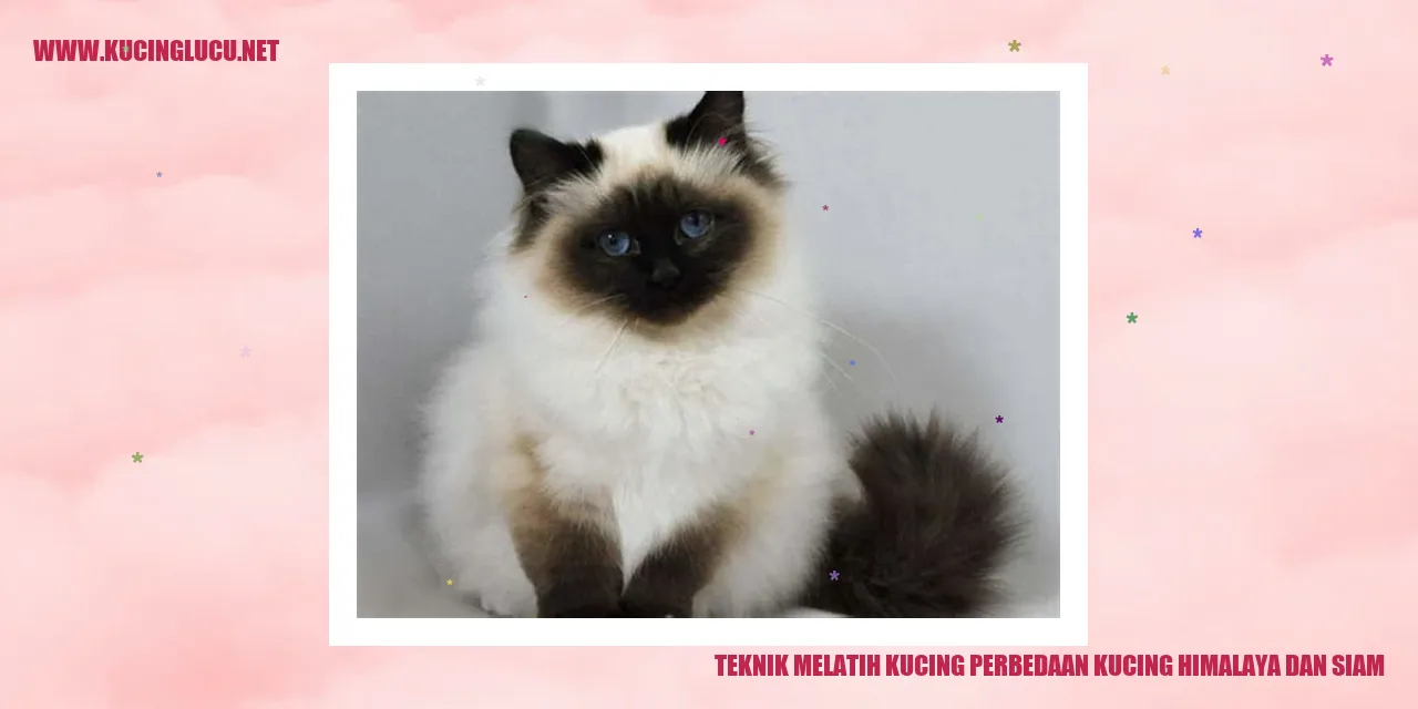 gambar kucing himalaya dan siam