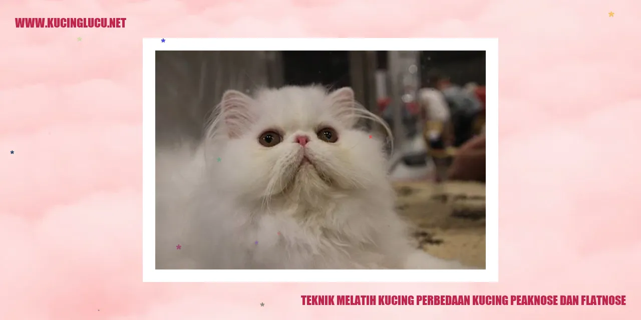 Gambar Kucing Peaknose dan Flatnose
