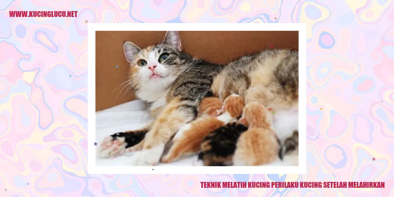 Kucing setelah melahirkan