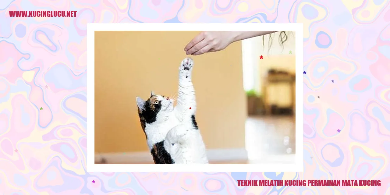 Gambar Kucing yang sedang bermain mata kucing