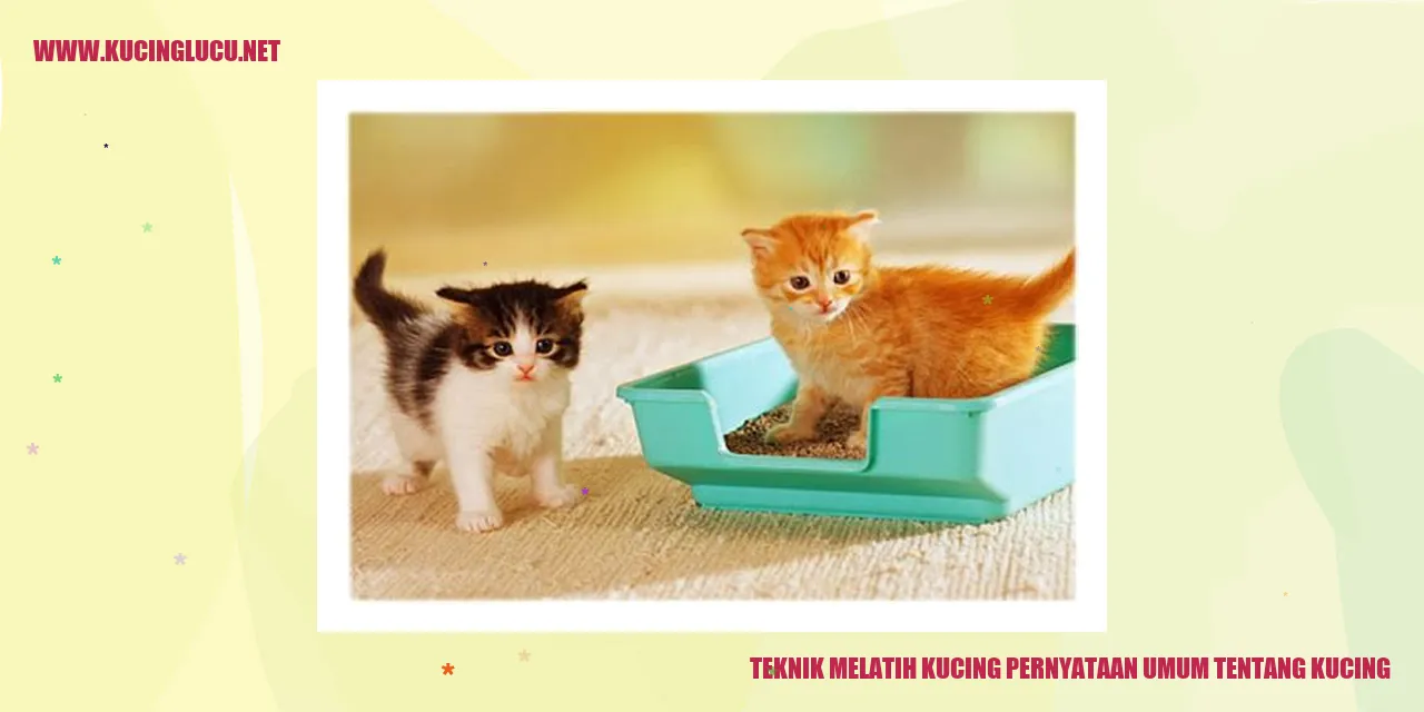 Kucing yang sedang dilatih