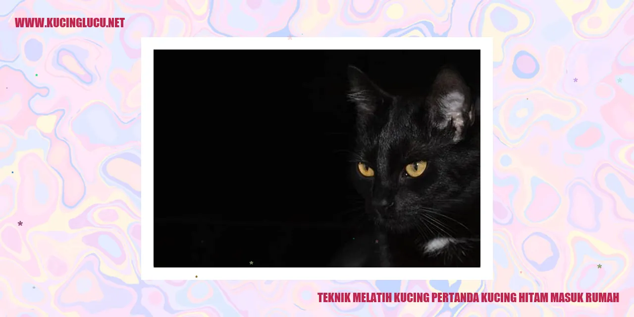 Gambar Kucing Hitam