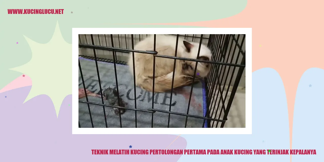 Anak kucing terluka di kepala
