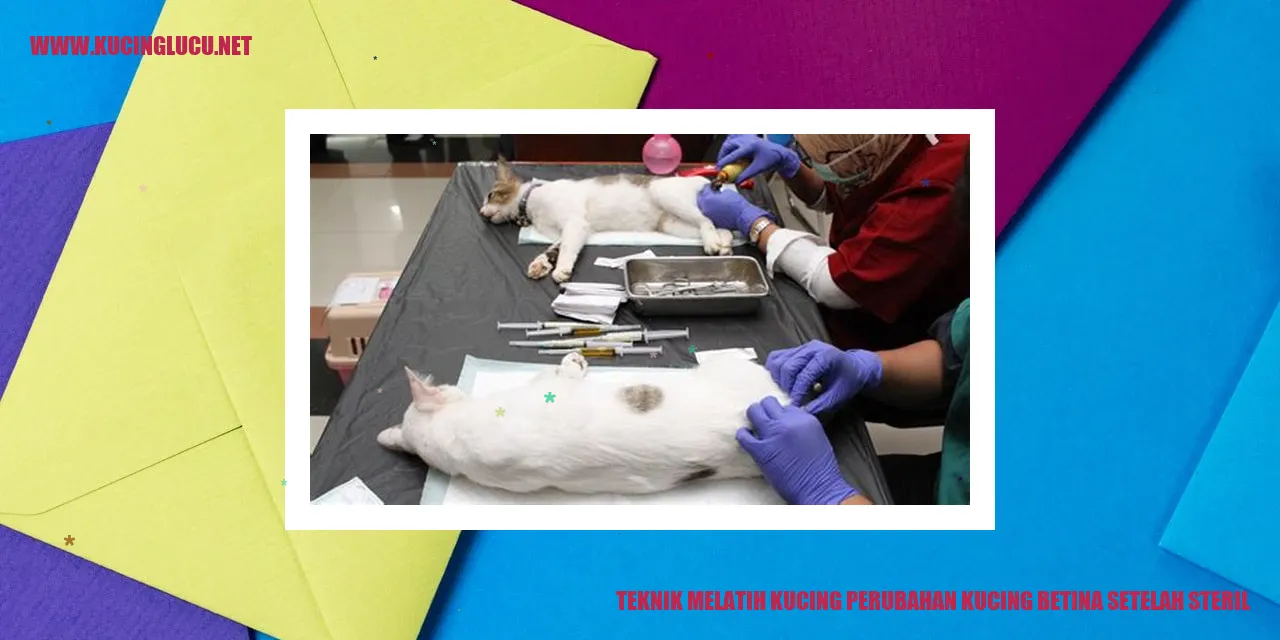 Ilustrasi teknik melatih kucing betina setelah sterilisasi