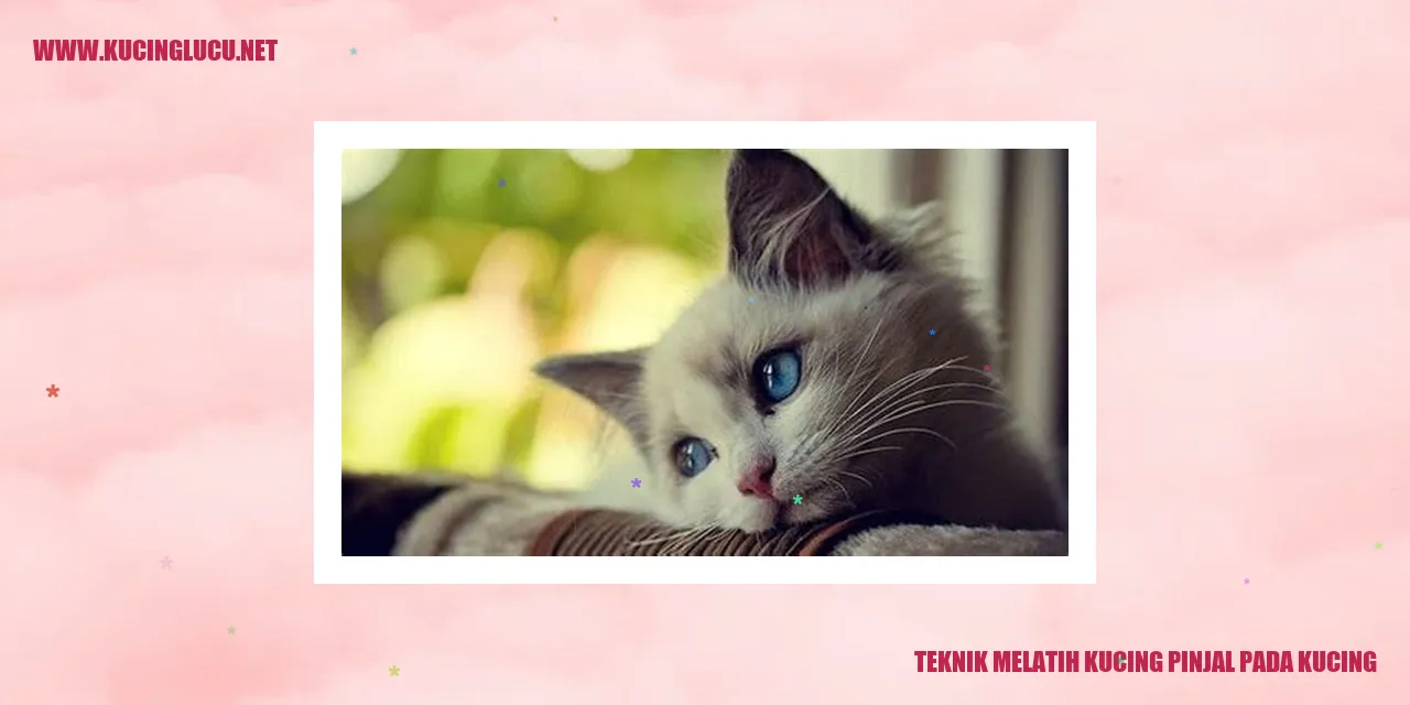 Teknik Melatih Kucing pinjal pada kucing