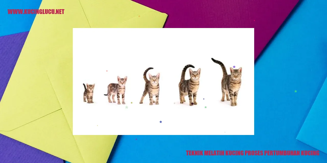 Gambar seekor kucing sedang dilatih