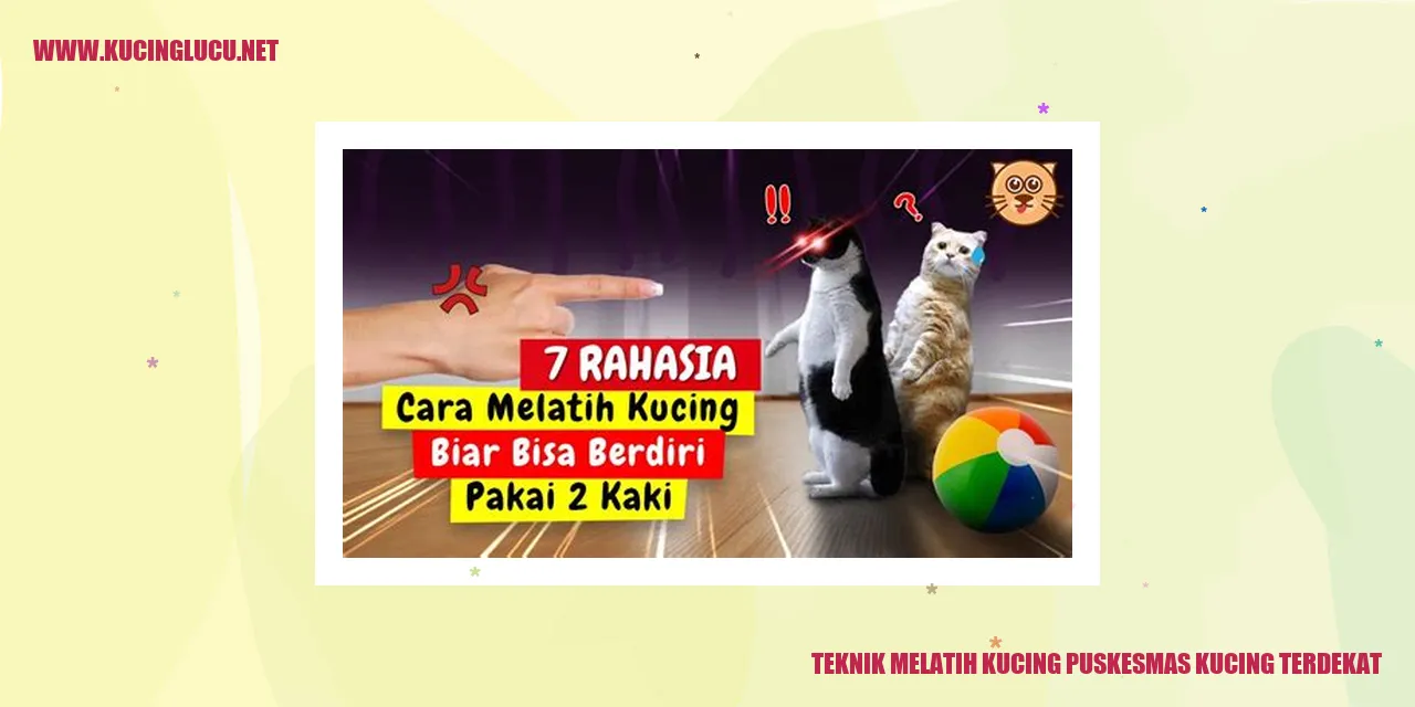 Teknik Melatih Kucing Puskesmas Kucing Terdekat