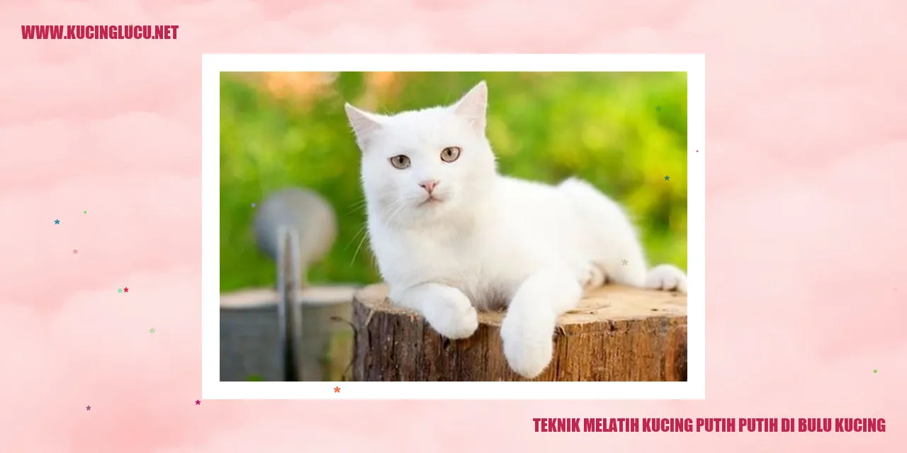 Gambar Kucing Putih Putih yang Menggemaskan